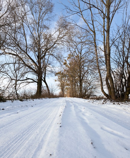 Spur auf der Straße zwischen den Bäumen in der Wintersaison, Tageslandschaft