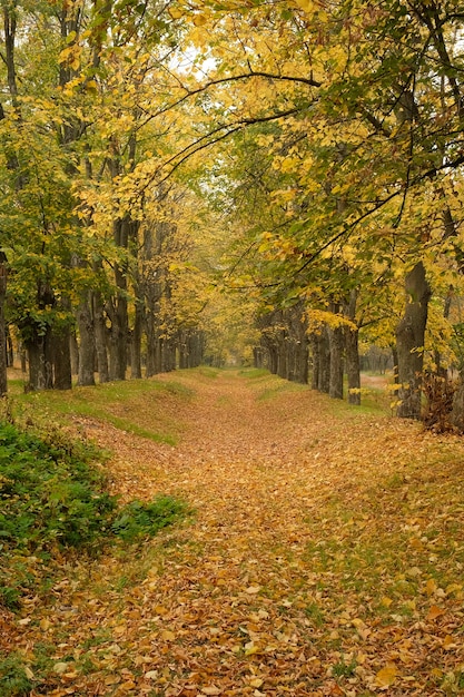 Spur im Herbstwald, Herbststraße