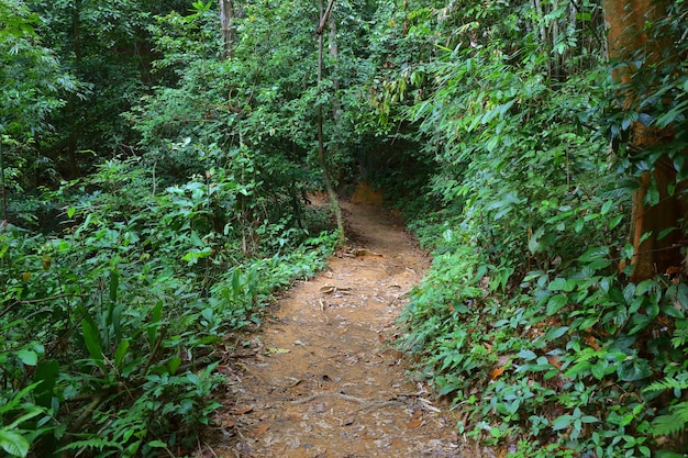 Spur im tropischen Wald