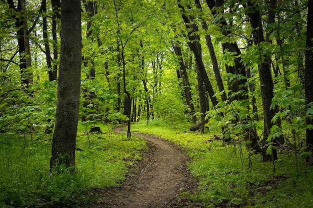 Spur im Wald