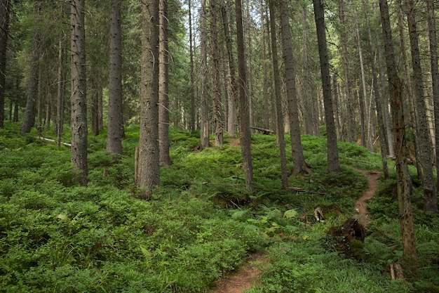 Spur in einem grünen Kiefernwald im Berg