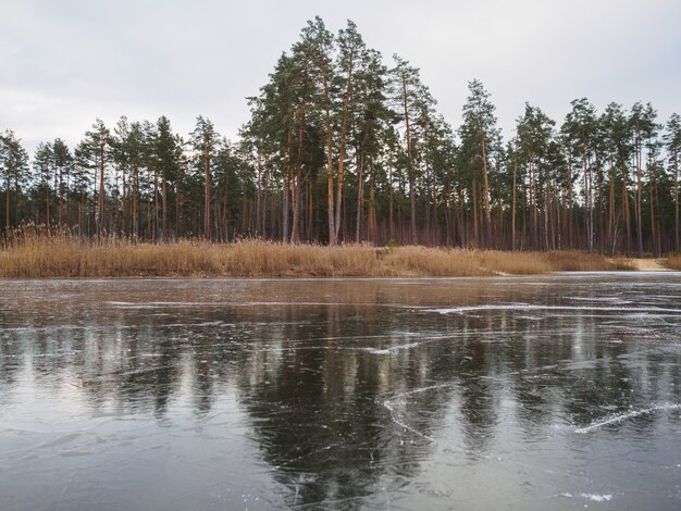 Spur von Rochen auf einem gefrorenen Waldsee im Winter bei Sonnenuntergang