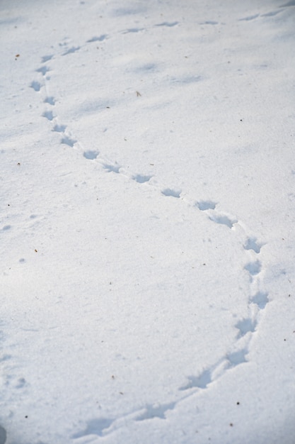 Spuren eines Vogels im Schnee in der Nahaufnahme