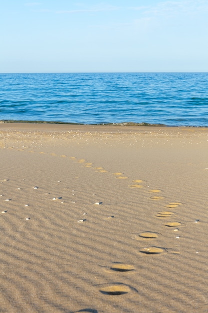 Spuren von Tieren im Sand. Sand Textur. Hintergrund aus braunem Sand