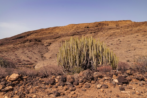 Foto spurge canario