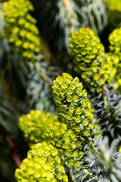 Spurge mediterráneo Euphorbia characias en el jardín