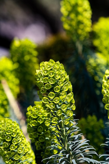 Spurge mediterráneo Euphorbia characias en el jardín