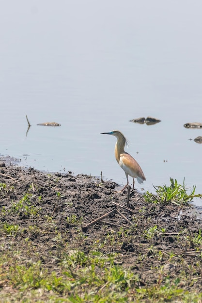 Squacco Heron (Ardeola ralloides) im natürlichen Lebensraum