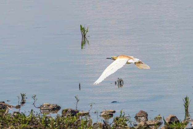 Squacco Heron em Voo Ardeola ralloides