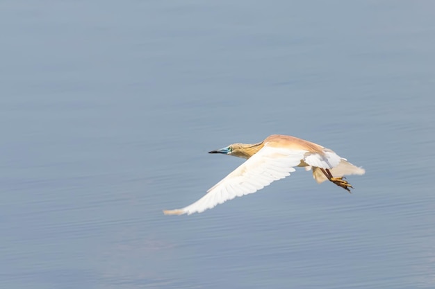 Squacco Heron im Flug (Ardeola ralloides)