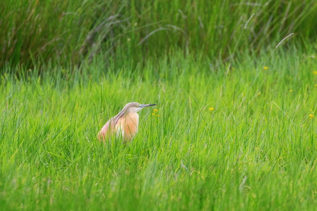 Squacco Heron no habitat pantanoso da pastagem