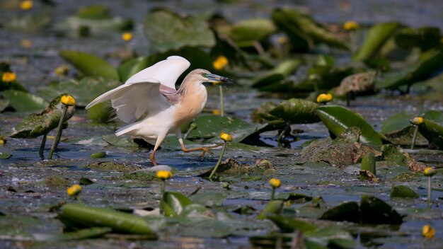 Squacco Heron