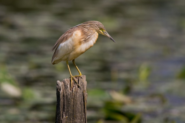 Squacco Heron