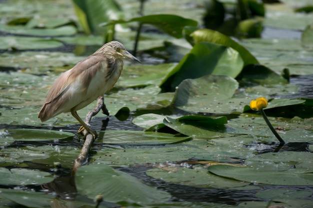 Squacco Heron