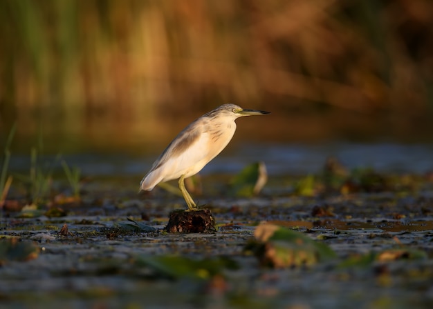 Squacco Reiher (Ardeola ralloides) im Winterkleid gefilmt in weichem Morgenlicht. Hält in seinem Schnabel gefangene Beute - eine große Schmerle. Ungewöhnlicher Winkel und Nahaufnahmefoto