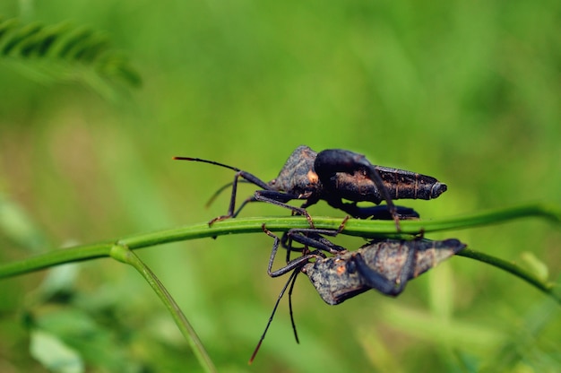 Squash Bug