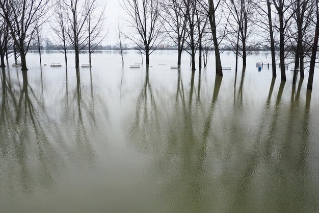 Sremska Mitrovica Sérvia 01272023 Inundação no rio Sava Dilúvio após chuvas e neve derretida Água ainda lamacenta na praia Reflexão de troncos e galhos de árvores na água Hidrologia