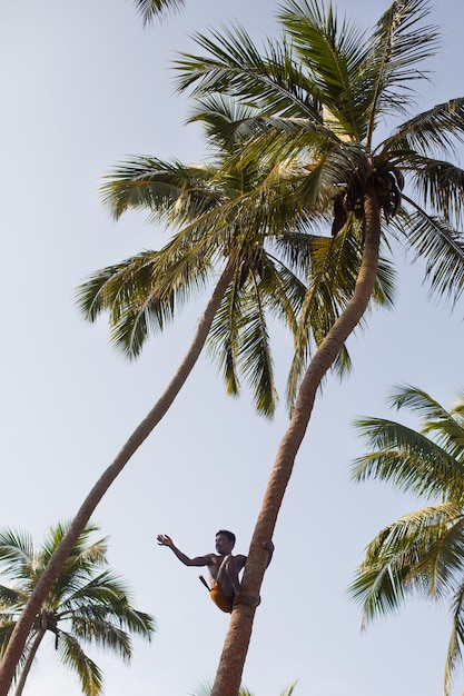 Sri Lanka auf Kokosnussbaum-Versammlungskokosnüssen mit Seilabschluß oben.