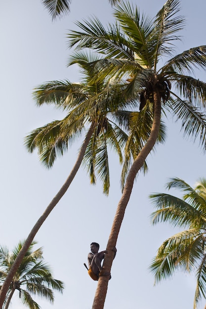 Sri Lanka en cocos de recolección de árboles de coco con cuerda de cerca.