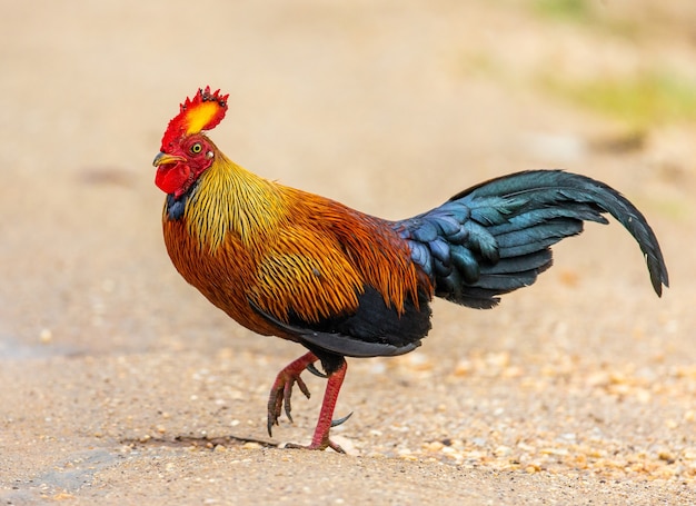 Sri lanka junglefowl geht auf dem boden im dschungel