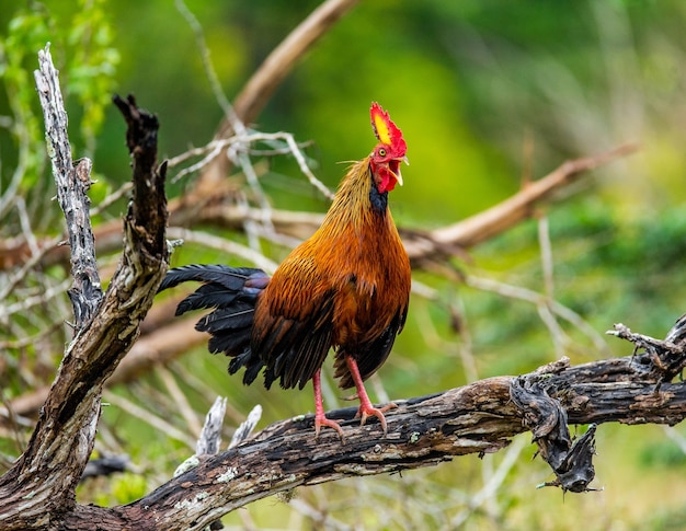 Sri Lanka Junglefowl geht auf dem Boden im Dschungel