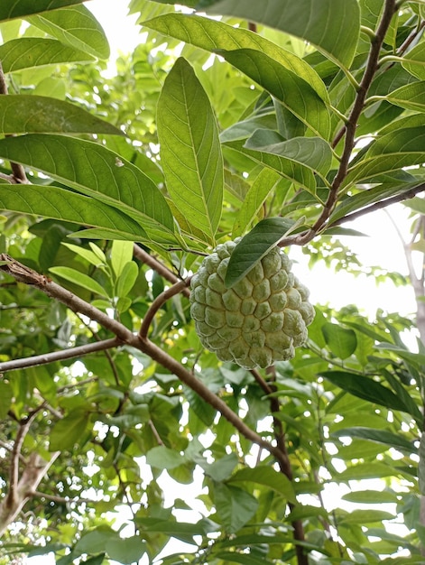 Srikaya fruta en el árbol Annona Squamosa