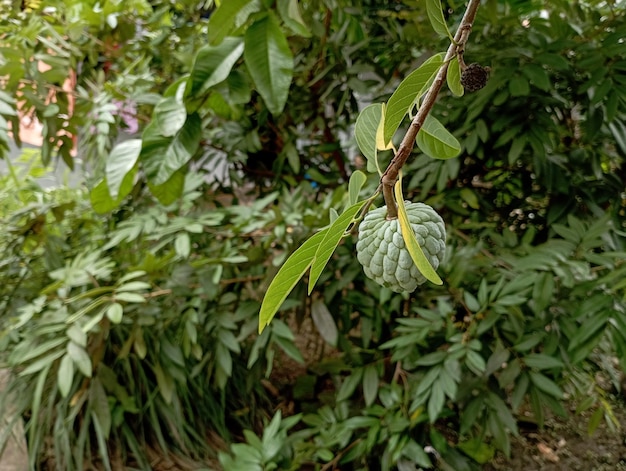 Srikaya fruta en el árbol Annona Squamosa