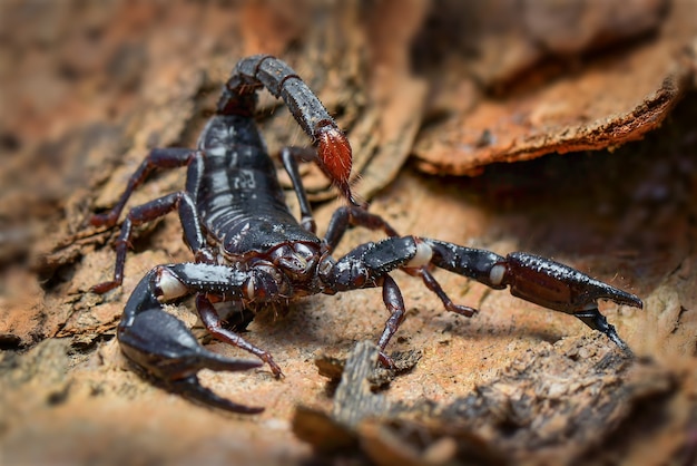 Srorpion im tropischen Wald