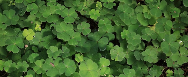 st. fundo verde de patrick folhas de grama irlanda primavera