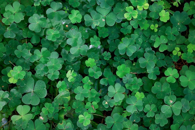 st. fundo verde de patrick folhas de grama irlanda primavera