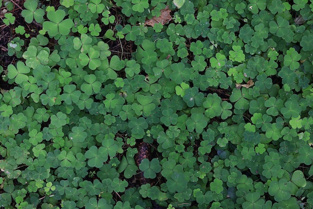 st. patricks grüner hintergrund grasblätter irland frühling