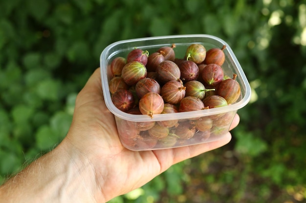 Stachelbeere in einem Plastikbehälter