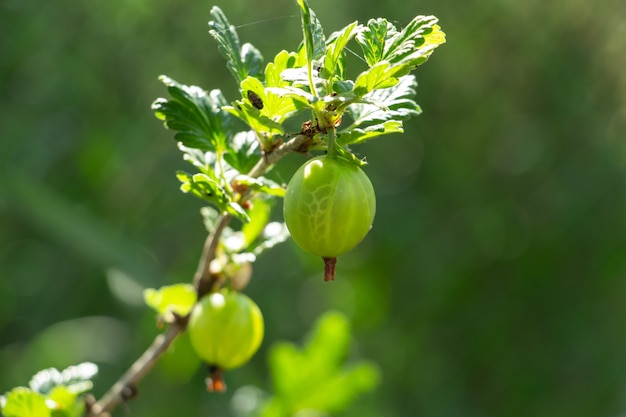 Stachelbeeren auf Buschzweigen im Garten sammeln