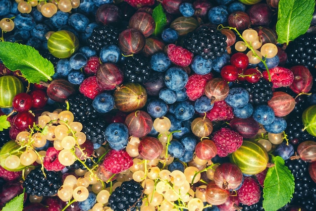 Stachelbeeren, Blaubeeren, Maulbeeren, Himbeeren, Hintergrund der weißen und roten Johannisbeeren.