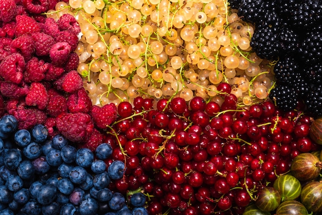 Stachelbeeren, Blaubeeren, Maulbeeren, Himbeeren, weiße und rote Johannisbeeren.