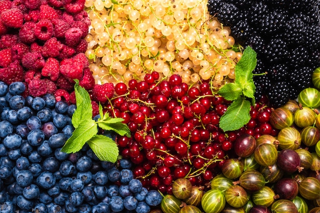 Stachelbeeren, Blaubeeren, Maulbeeren, Himbeeren, weiße und rote Johannisbeeren.