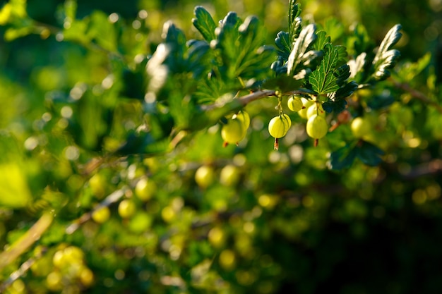 Stachelbeeren wachsen an einem Strauch im Garten