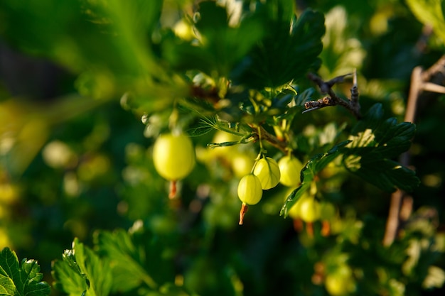 Stachelbeeren wachsen an einem Strauch im Garten