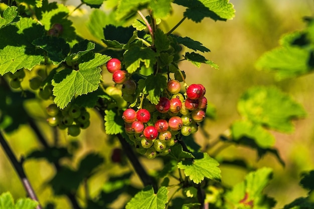 Stachelbeerstrauch im Garten