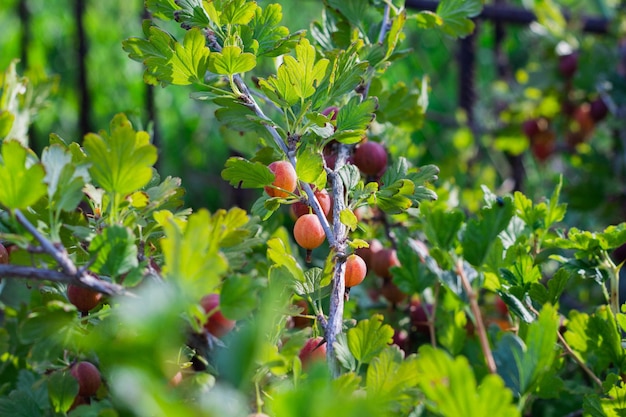 Stachelbeerzweig mit Beeren im Garten