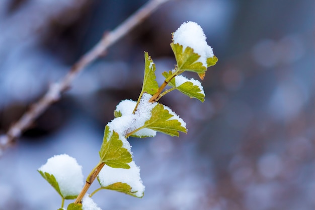 Stachelbeerzweig mit Blättern unter der Schneedecke, freier Platz für Text_