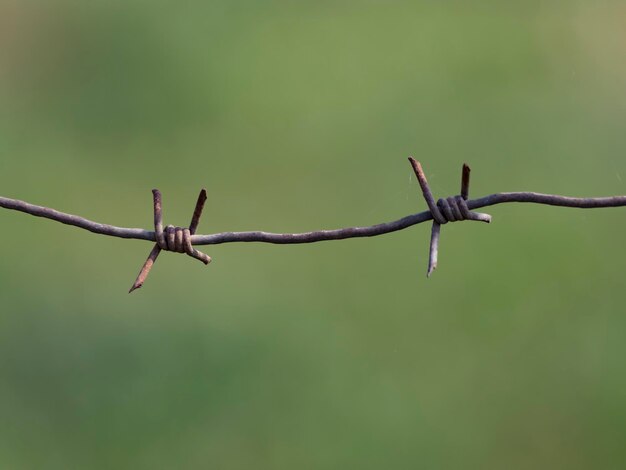 Stacheldraht auf dem Hintergrund eines grünen Grasfeldes