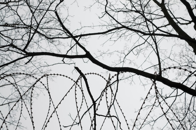 Stacheldraht geschlungen mit einem Baum auf einem Hintergrund