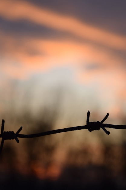 Stacheldraht vor dem Hintergrund eines wunderschönen Sonnenuntergangs und abendlichen Waldes. Unscharfer Hintergrund