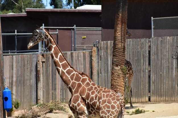 Stacheldrahtzaun in einem Zoo