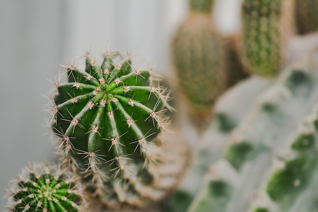 Stachelige Kaktuspflanze