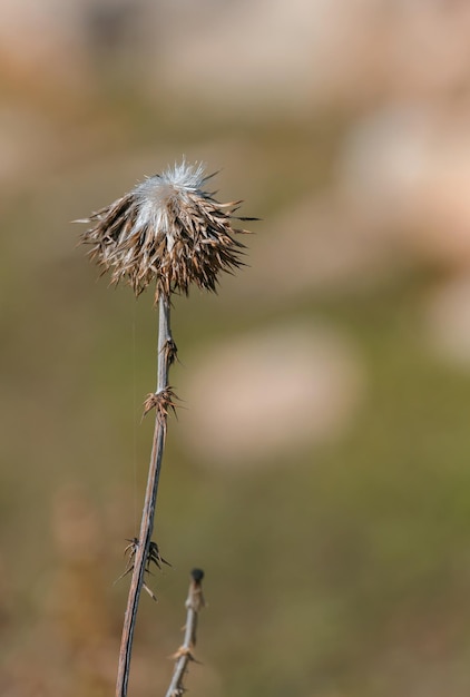 Stachelige Pflanze in Israel Nahaufnahme