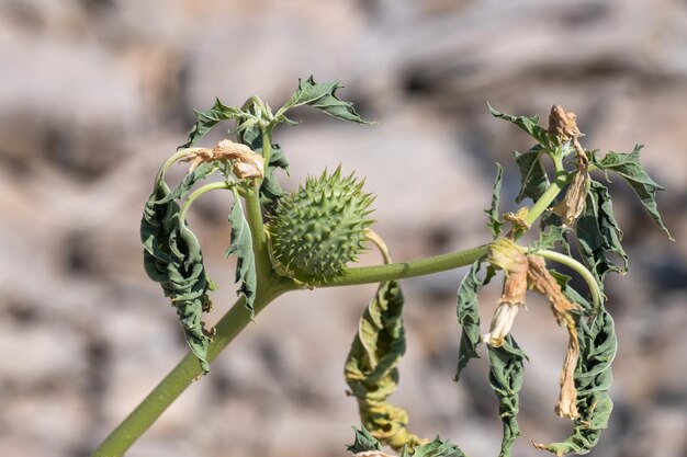 Stachelige Samenkapsel der trompetenförmigen Blüte der halluzinogenen Pflanze Devil's Trumpet öffnen die Samen