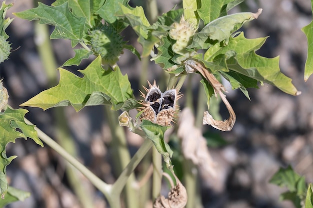 Stachelige Samenkapsel der trompetenförmigen Blüte der halluzinogenen Pflanze Devil's Trumpet