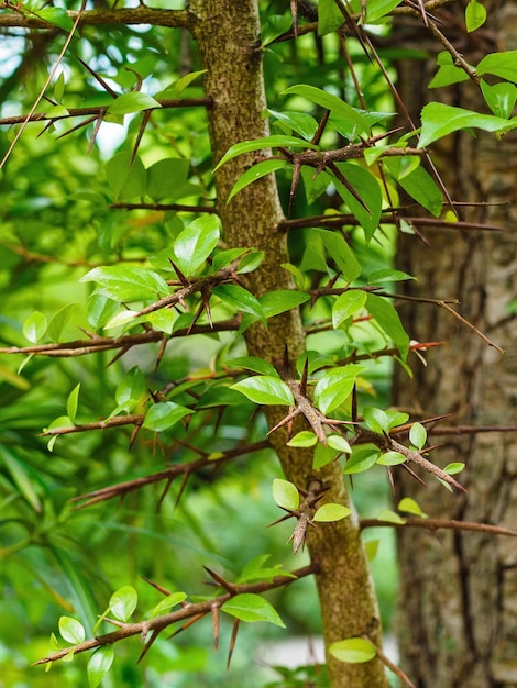 Stacheliger Baumstamm Camptotheca zeigte im Arboretum